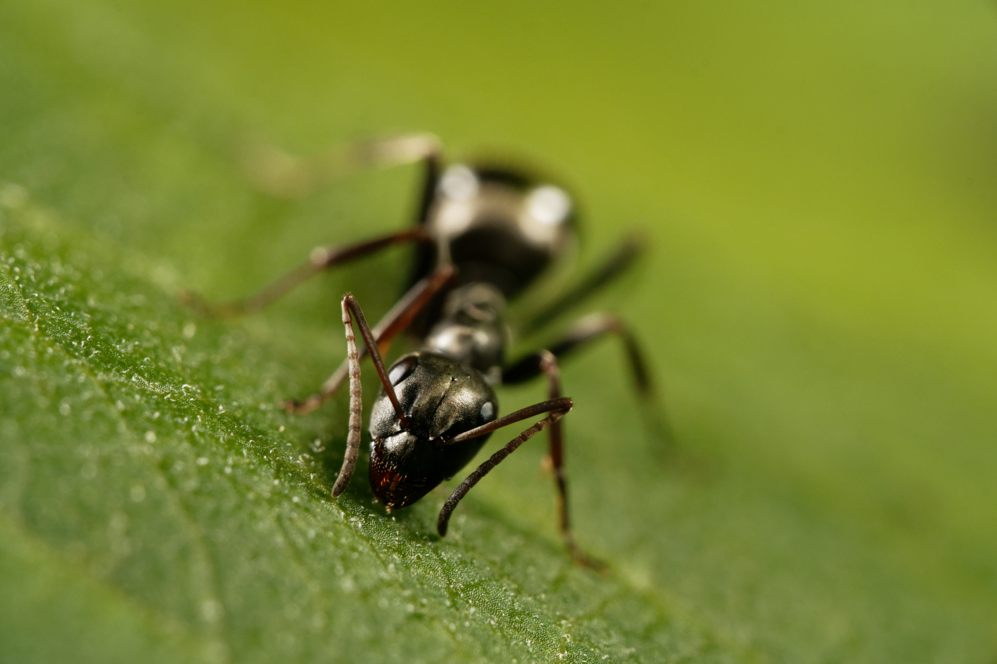Ant on a Green Leaf