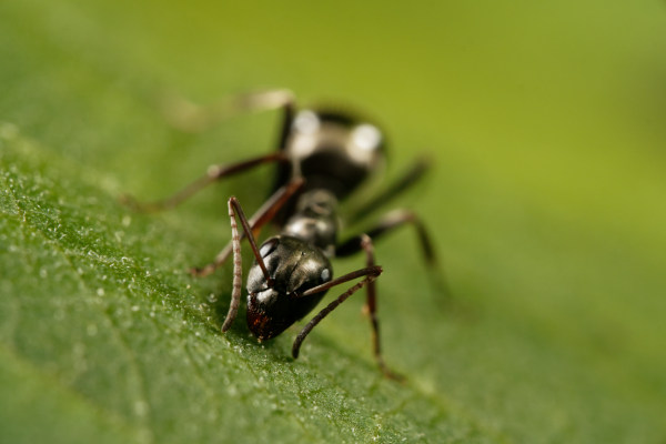 Ant on a Green Leaf