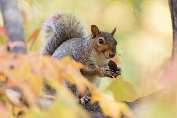 Autumn Squirrel With A Nut