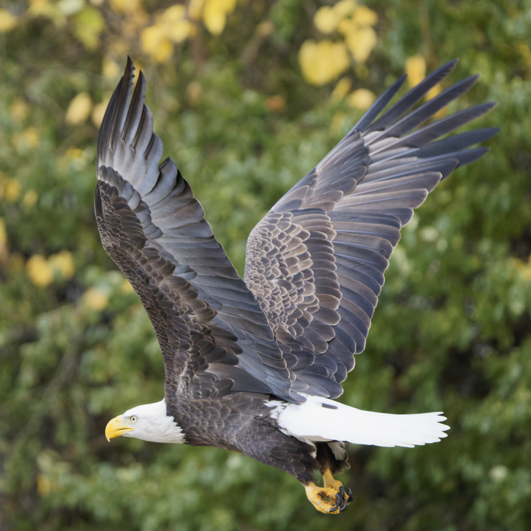 Bald Eagle In Flight