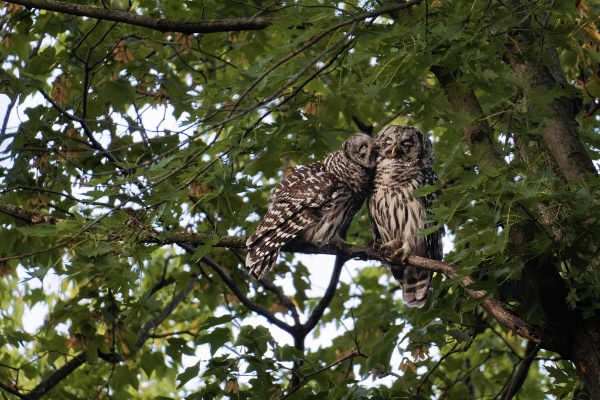 Barred Owl Allopreening
