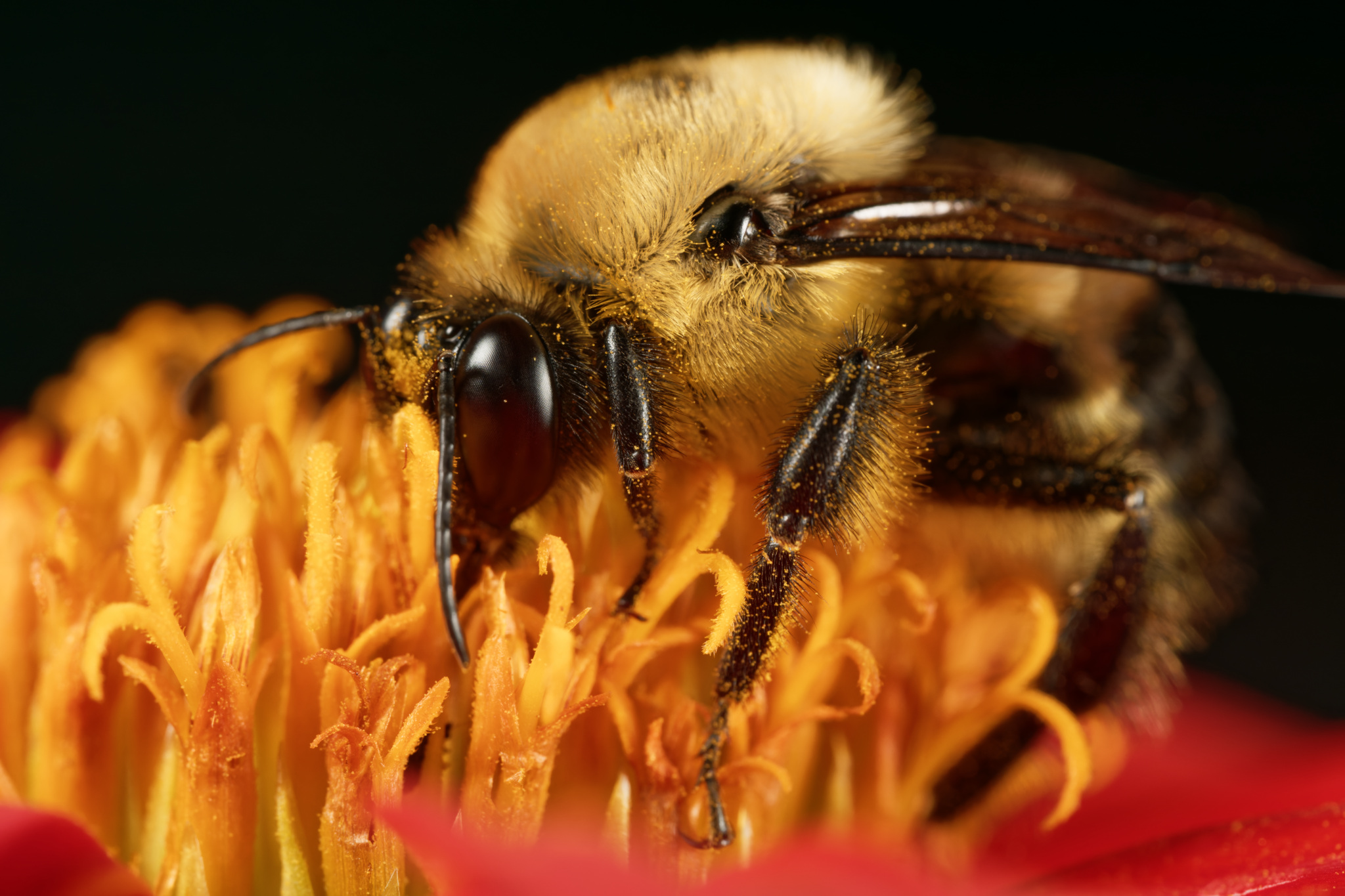 Bee on Bright Orange Flower
