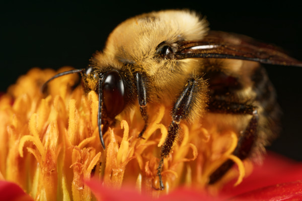 Bee on Bright Orange Flower
