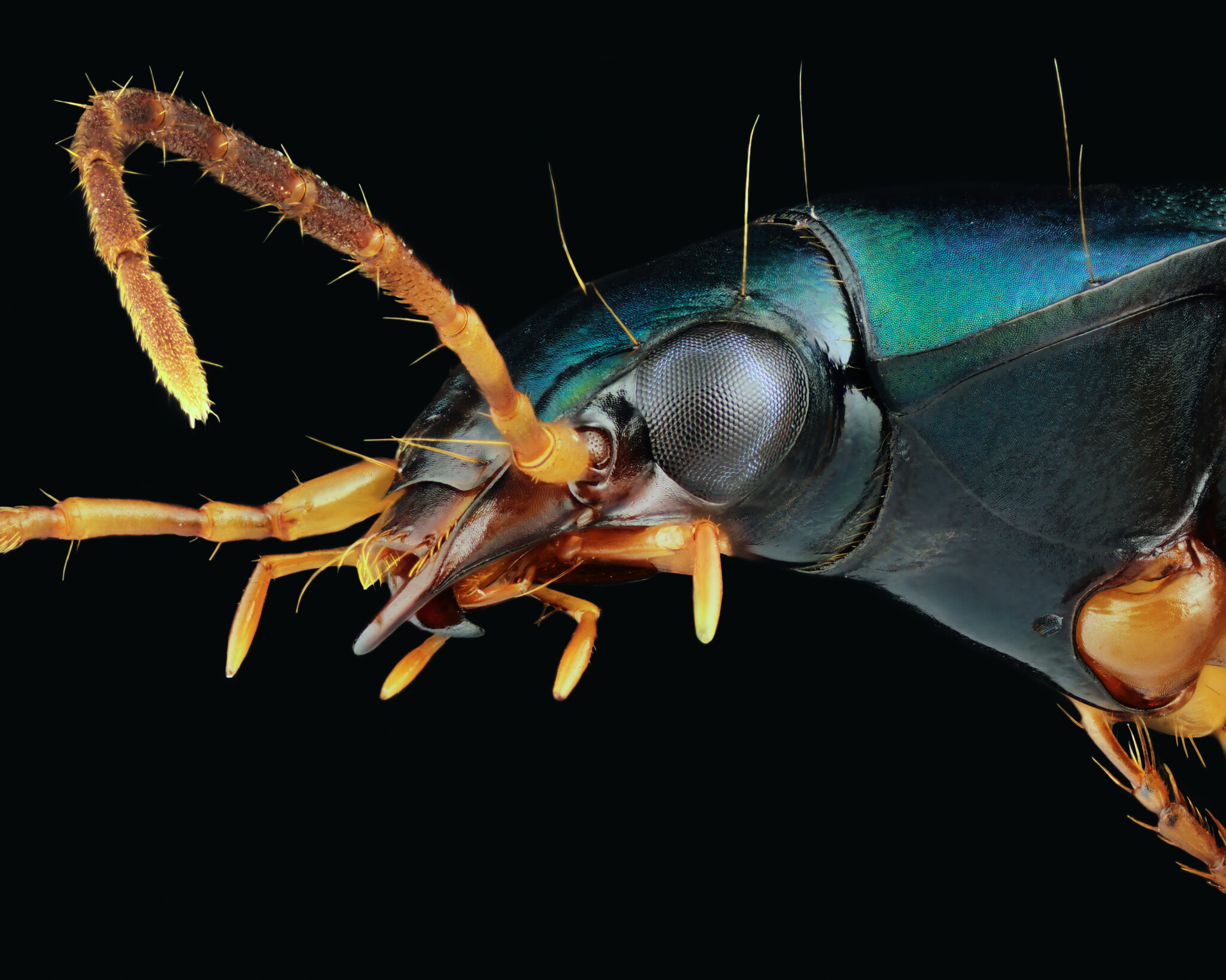 Six-Spotted Tiger Beetle
