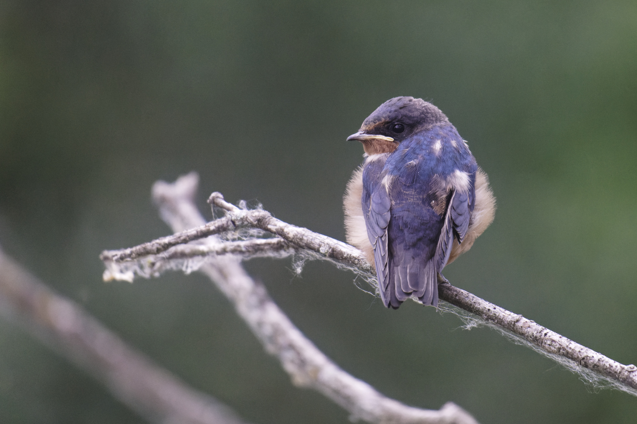 Blue Swallow Perched On Branch