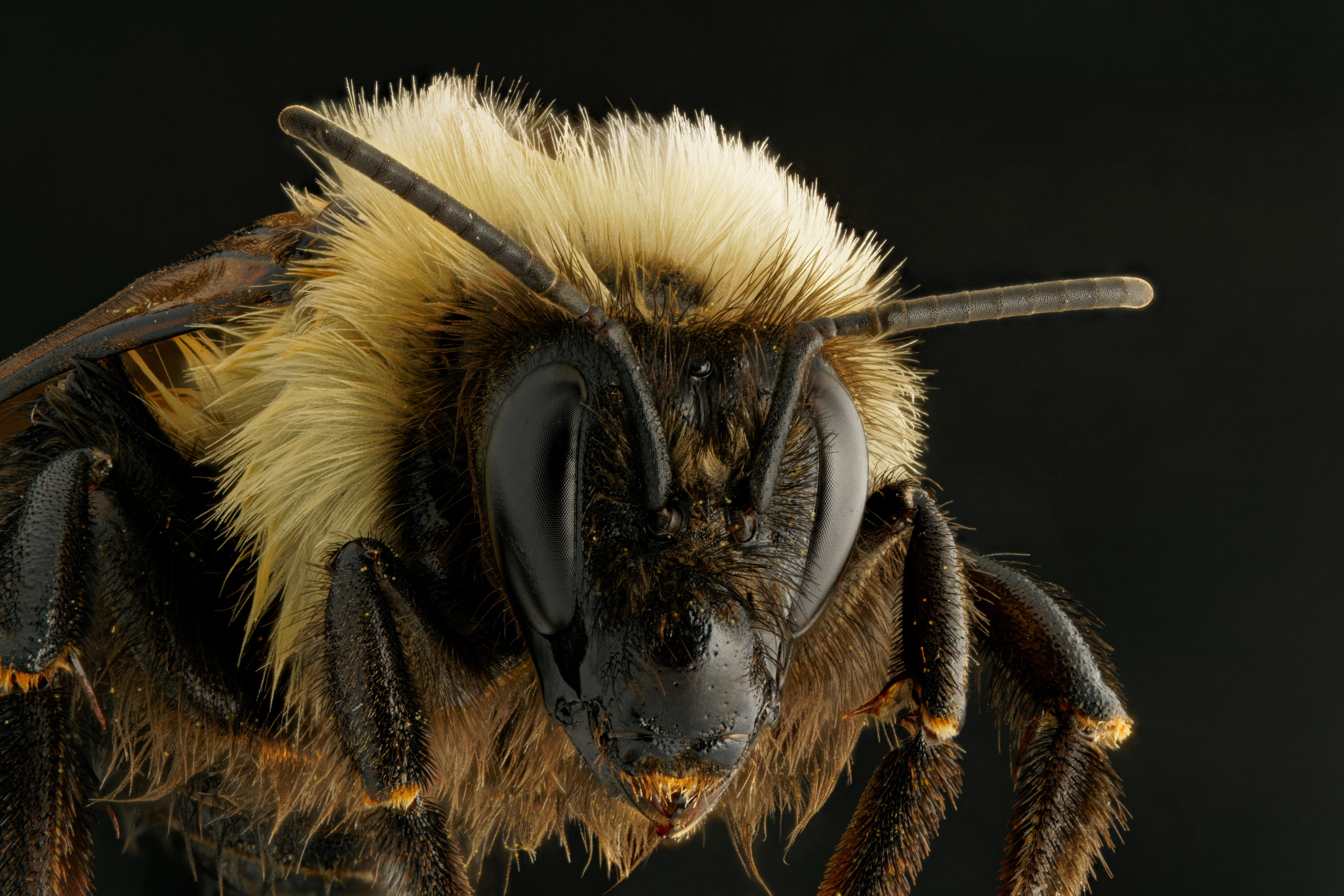 Bumblebee Portrait