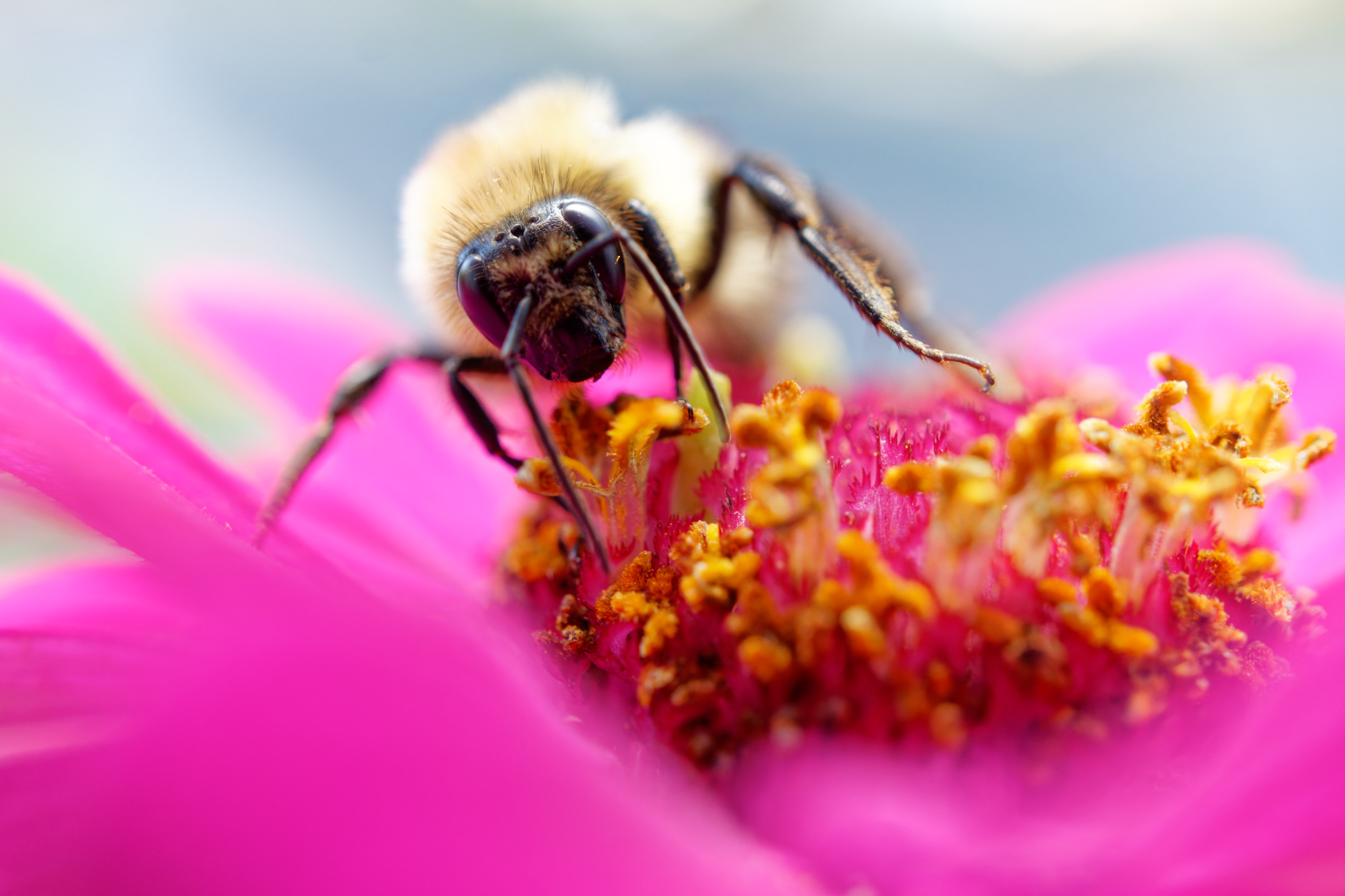Bumblebee on Pink Zinnia
