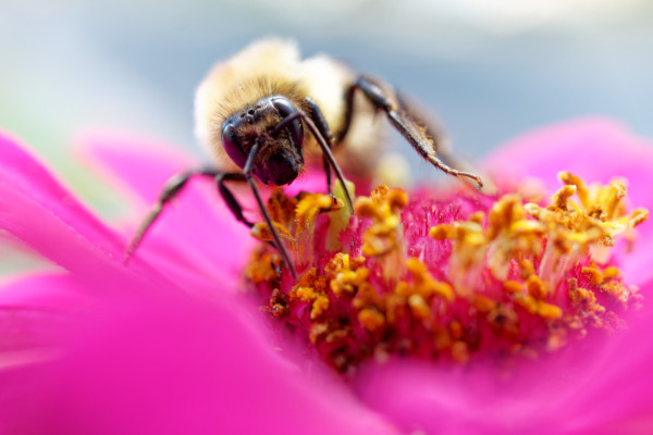 Bumblebee on Pink Zinnia