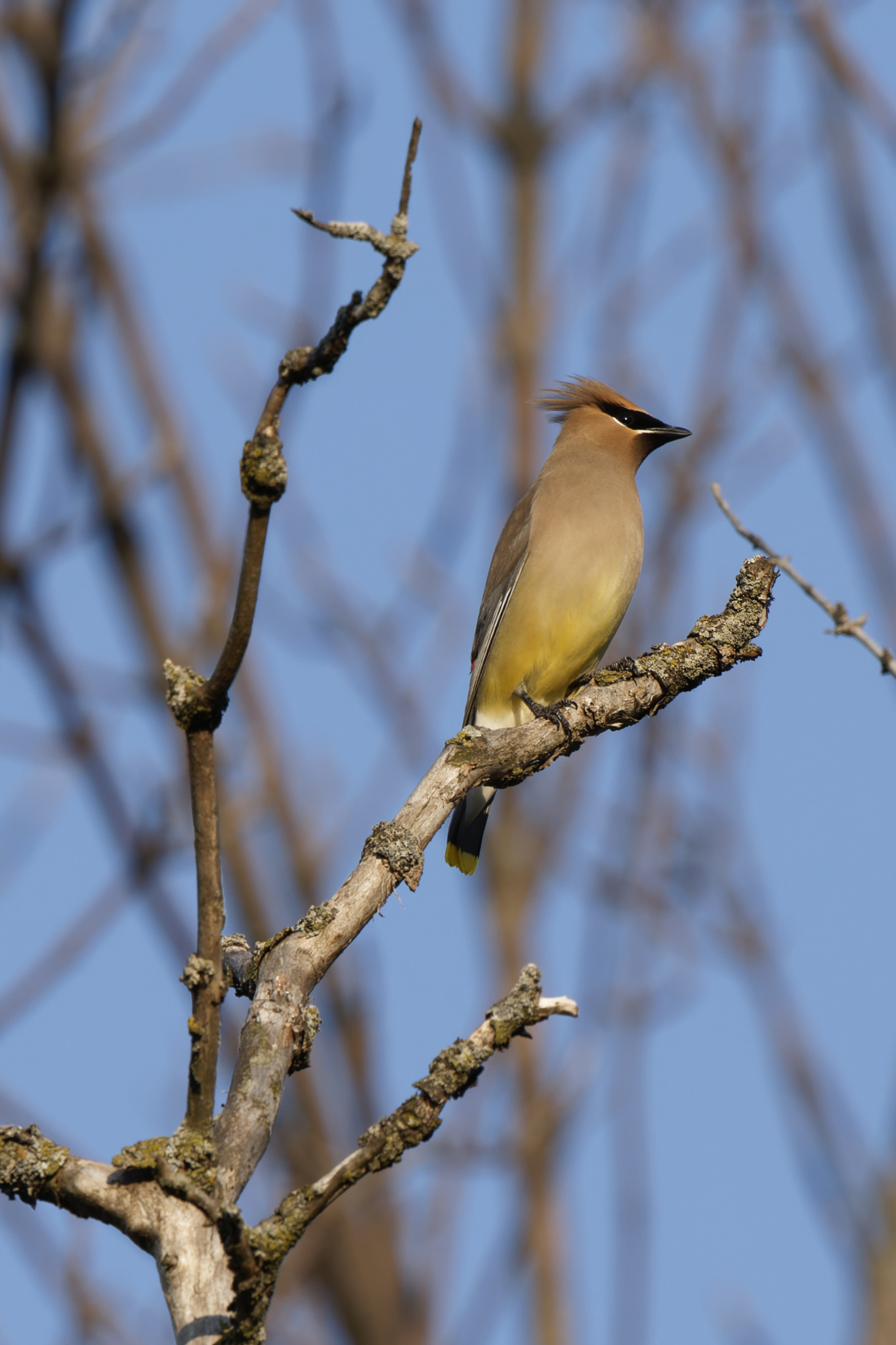 Cedar Waxwing On Bare Branch
