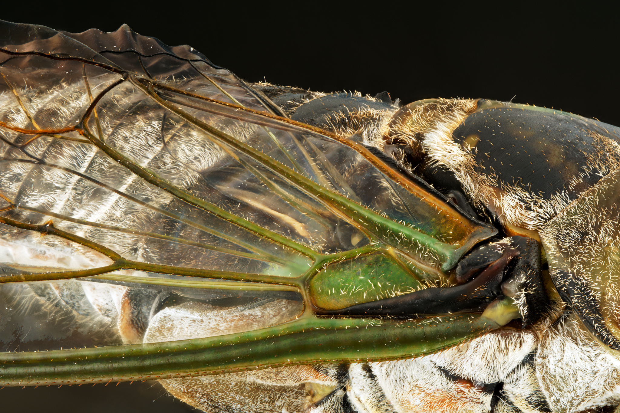 Cicada Wing Detail