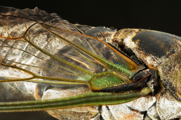 Cicada Wing Detail