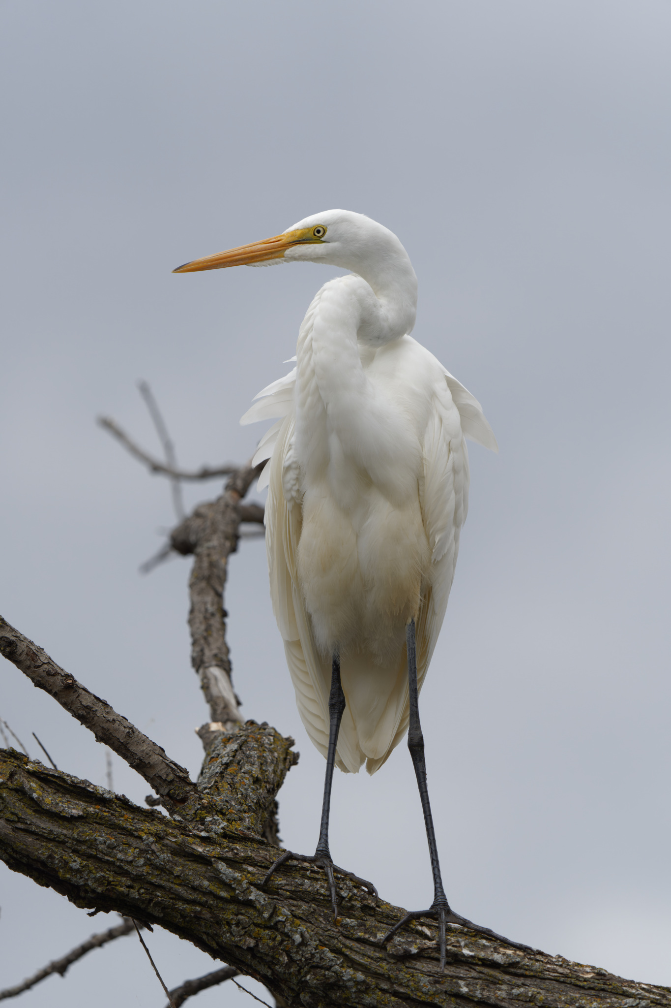 Common Egret On A Branch