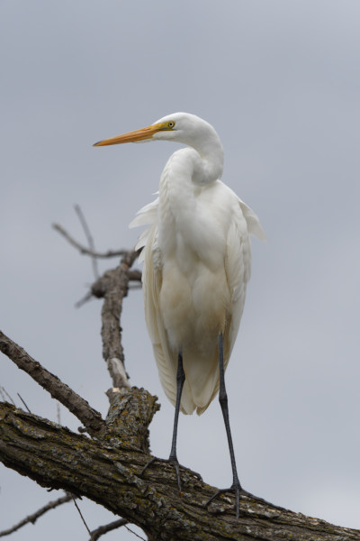 Common Egret On A Branch