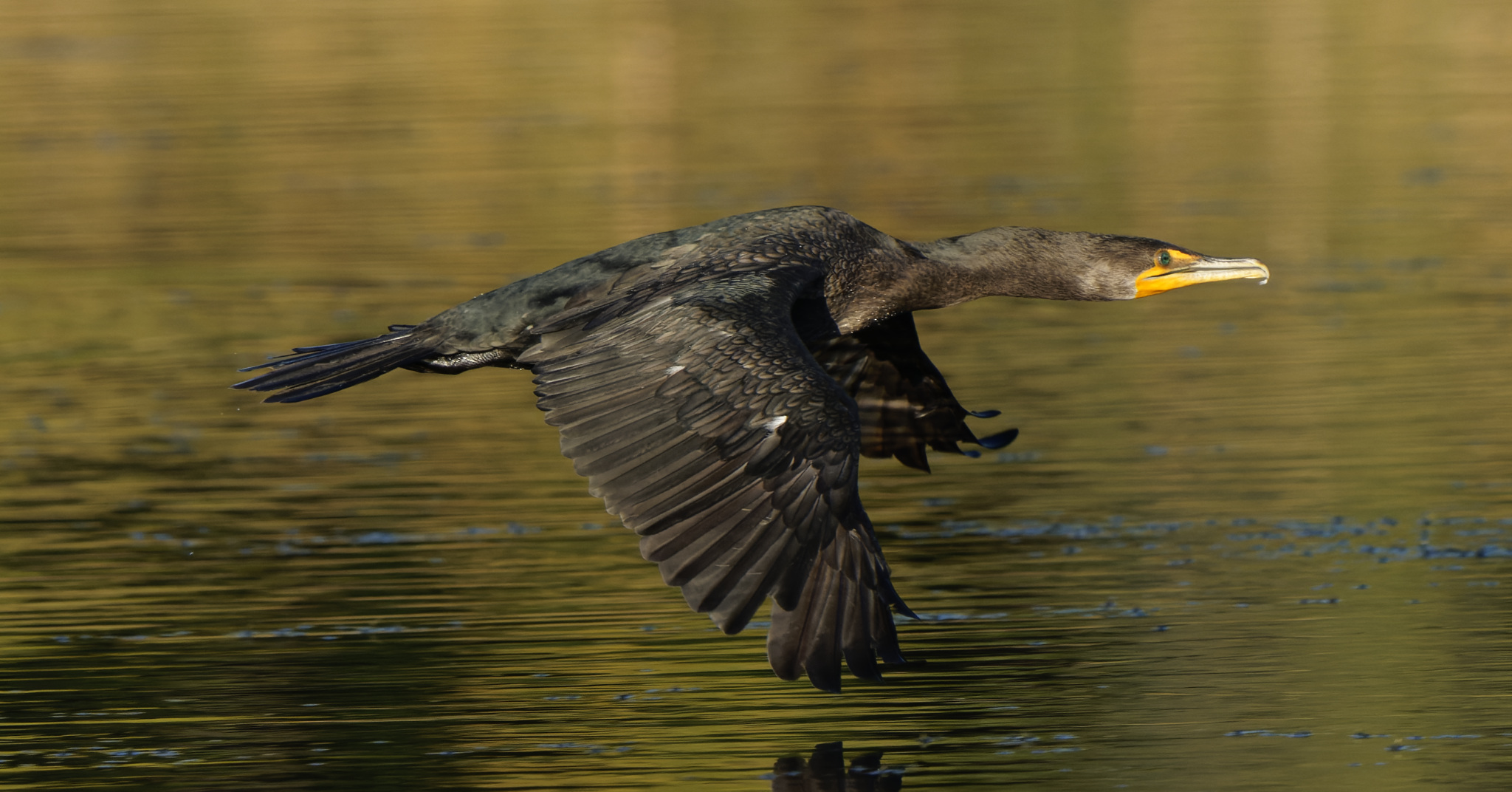 Cormorant In Flight