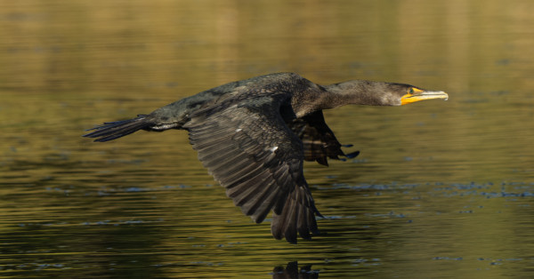 Cormorant In Flight