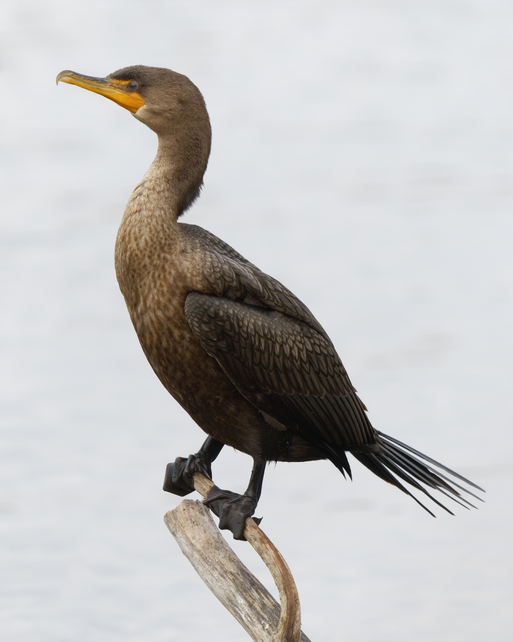 Cormorant Perched On Branch