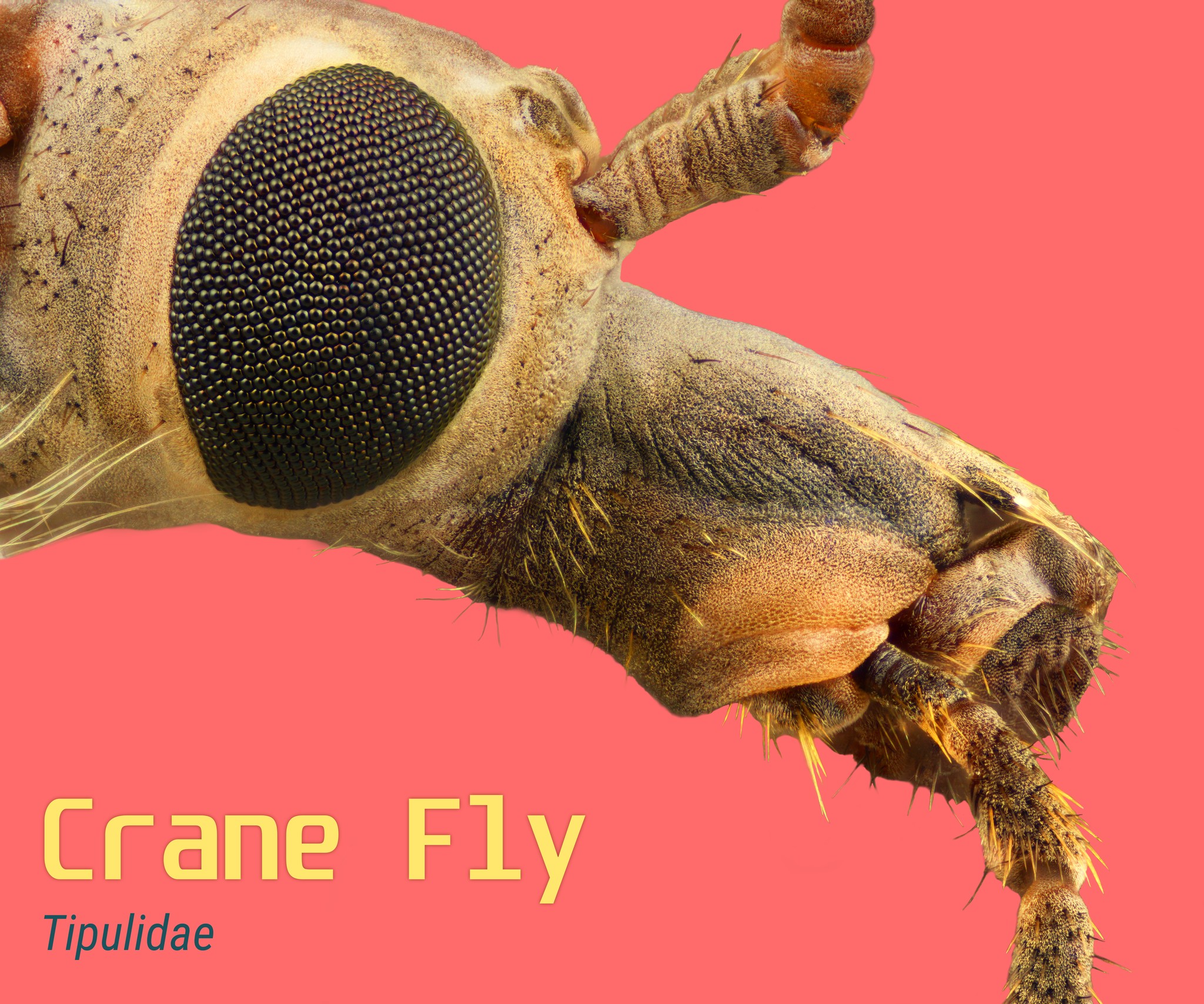 Crane Fly