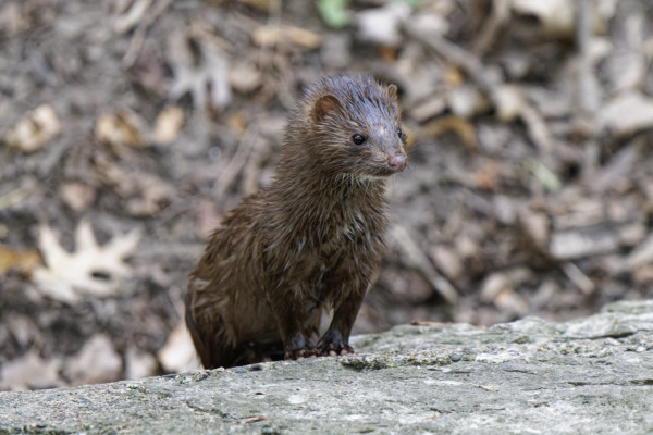Curious Mink
