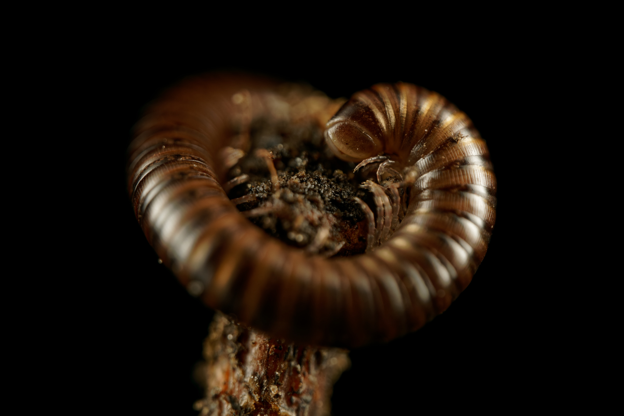 Curled Millipede On Branch
