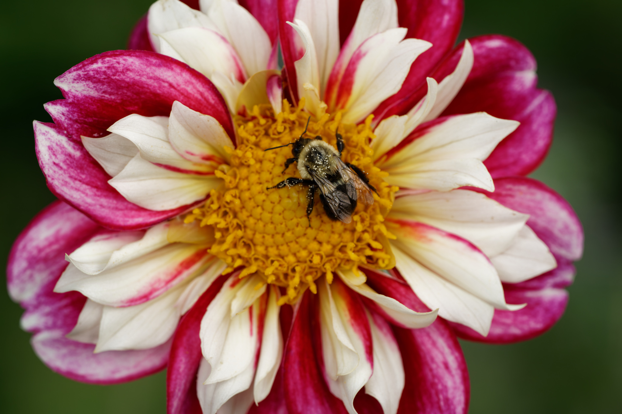 Dahlia and Pollinating Bee