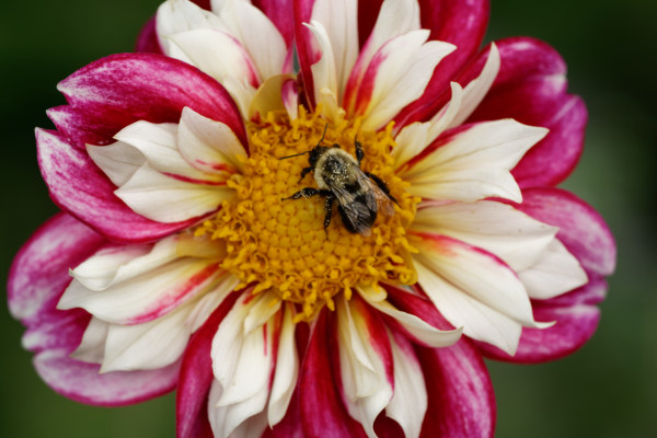 Dahlia and Pollinating Bee