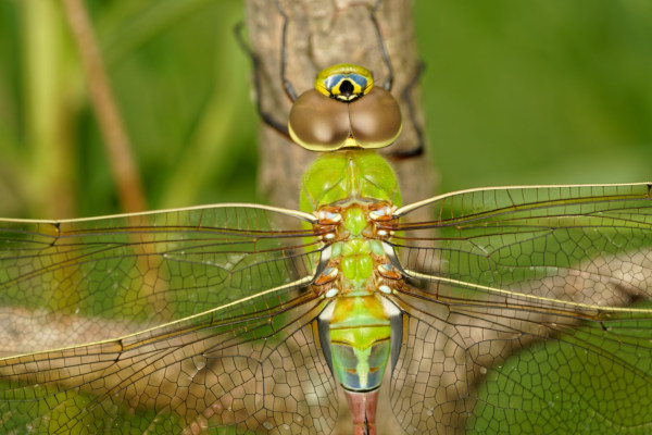 Dragonfly's Iridescent Wings