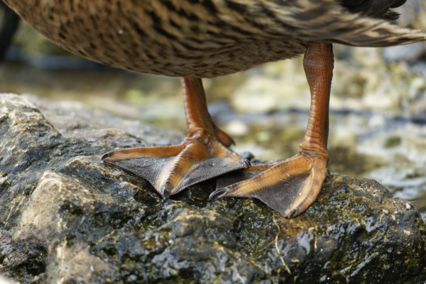 Duck Feet on Wet Rock