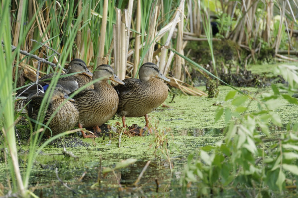 Ducks Amongst the Reeds