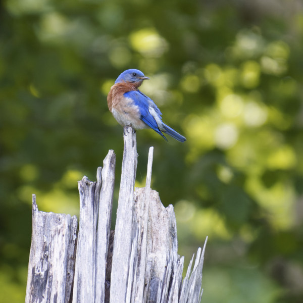 Eastern Bluebird On Weathered Stump