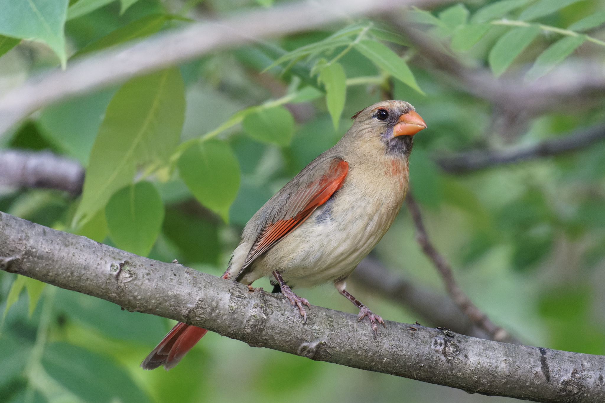 Female Cardinal on a Branch