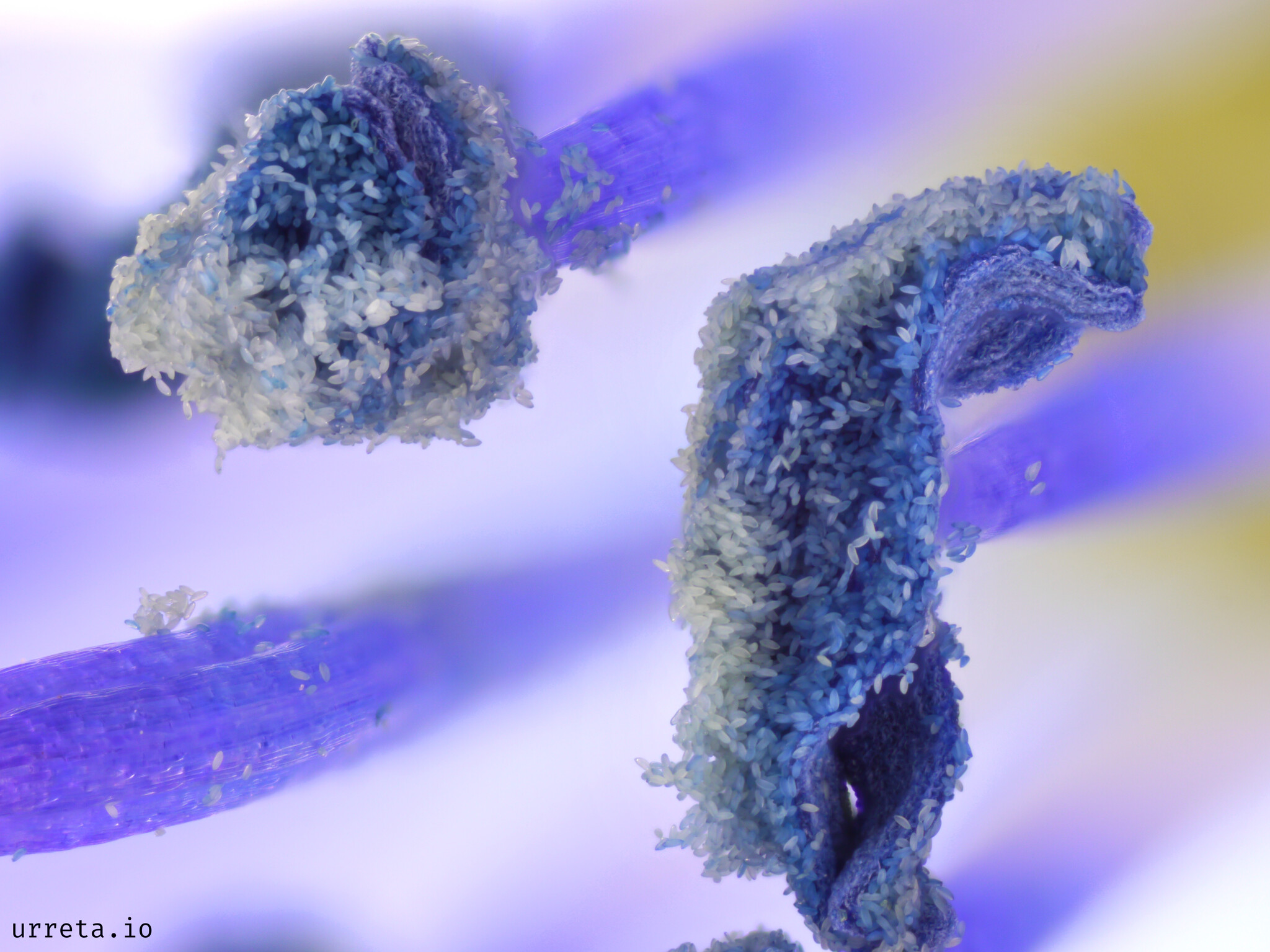 Flower Pollen