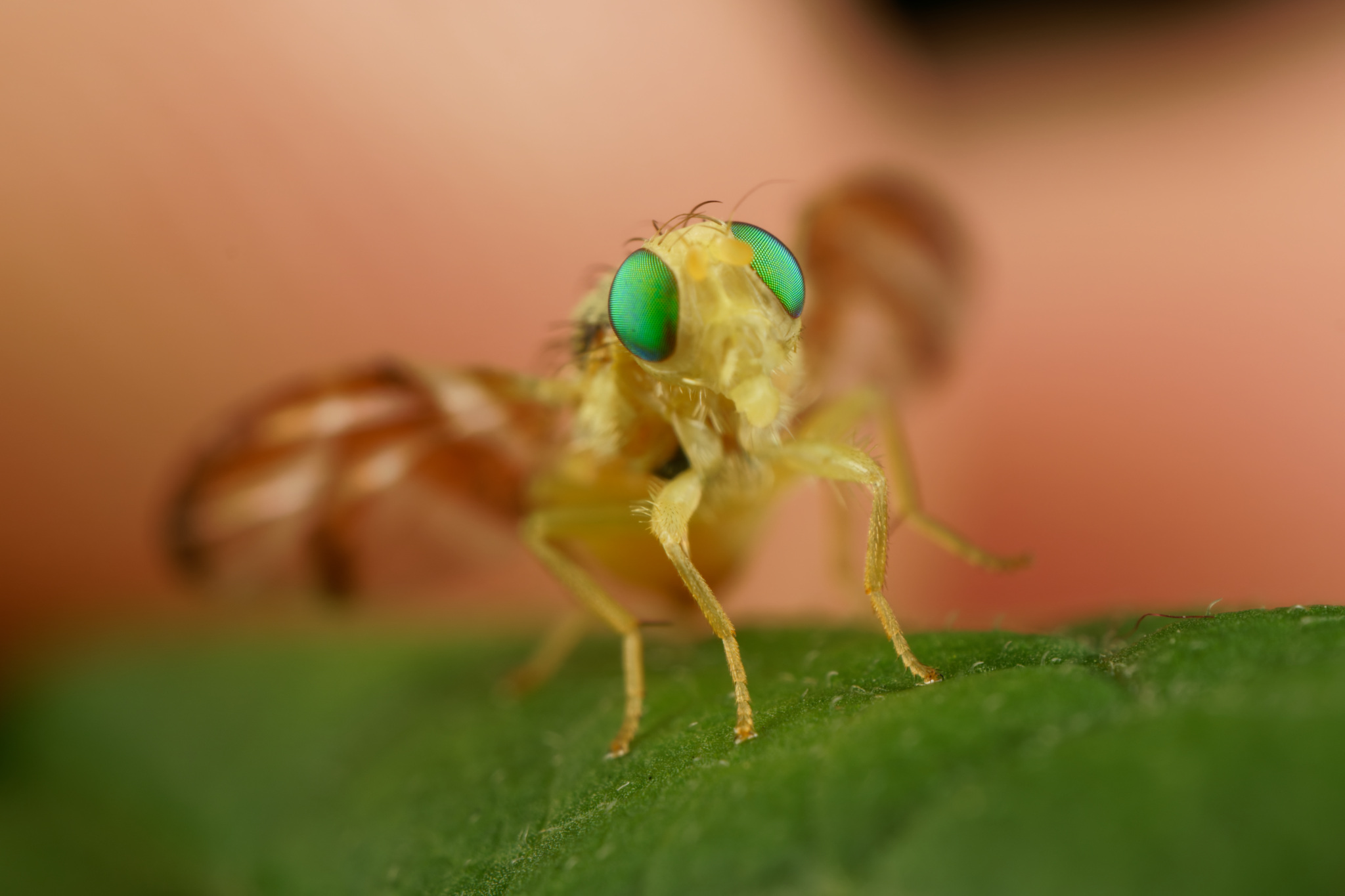 Fruit Fly on Green Leaf  (Zonosemata Vittigeraon)
