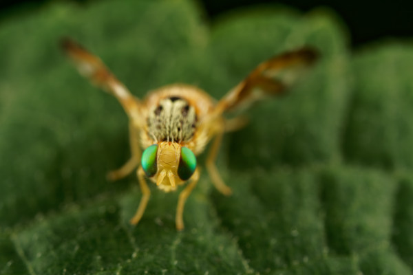Fruit Fly Top View