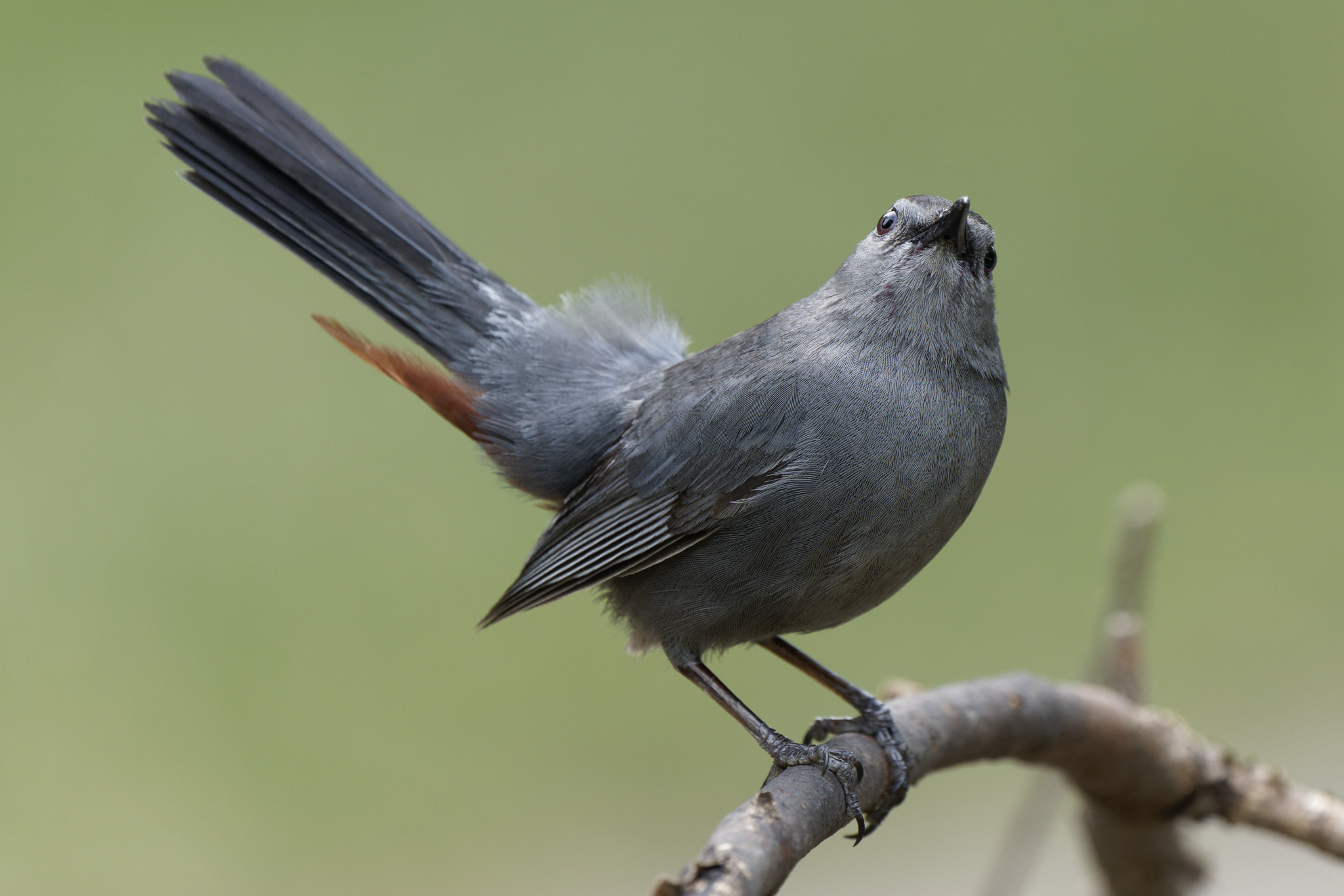 Gray catbird Perched On Branch
