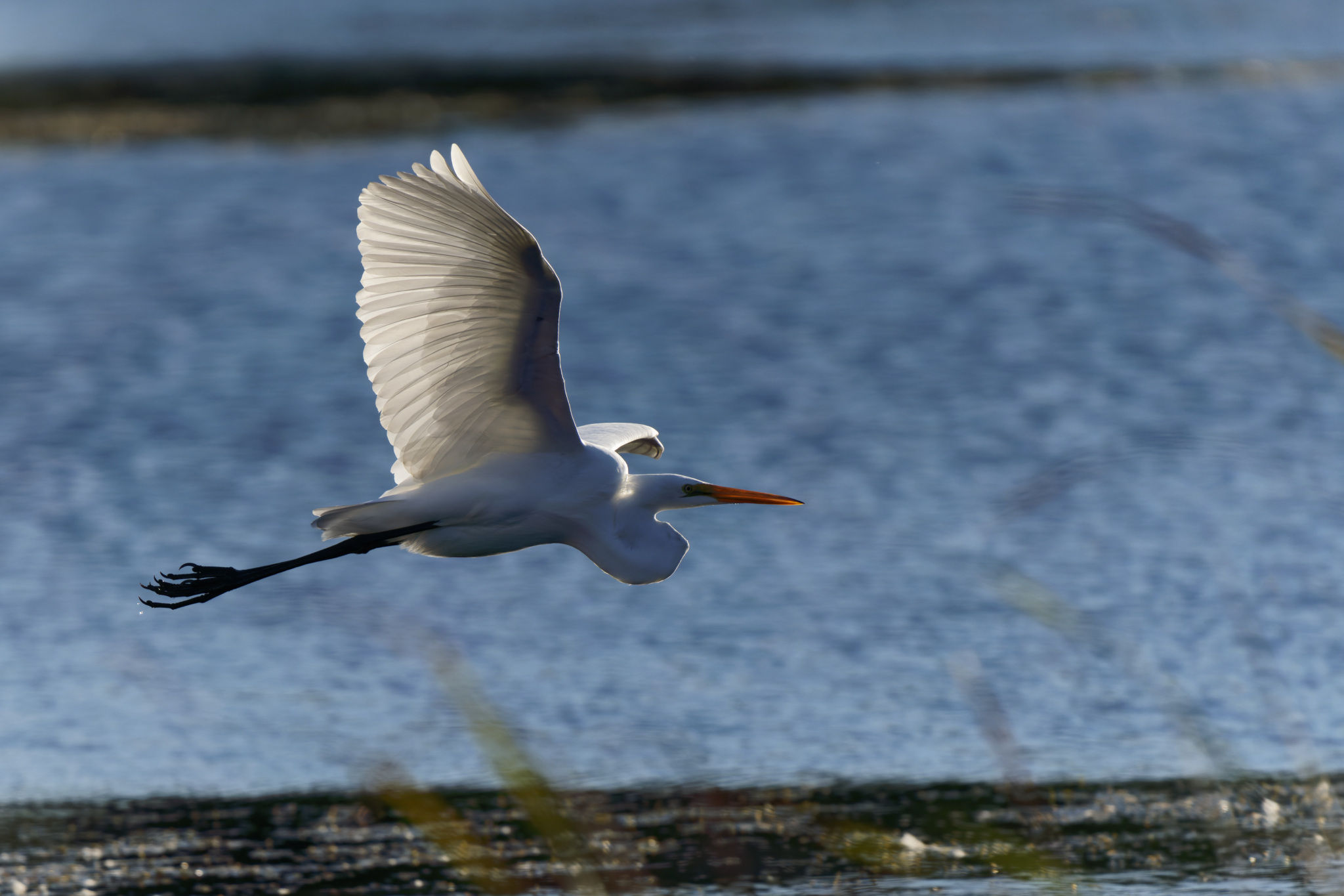 Great Egret In Flight