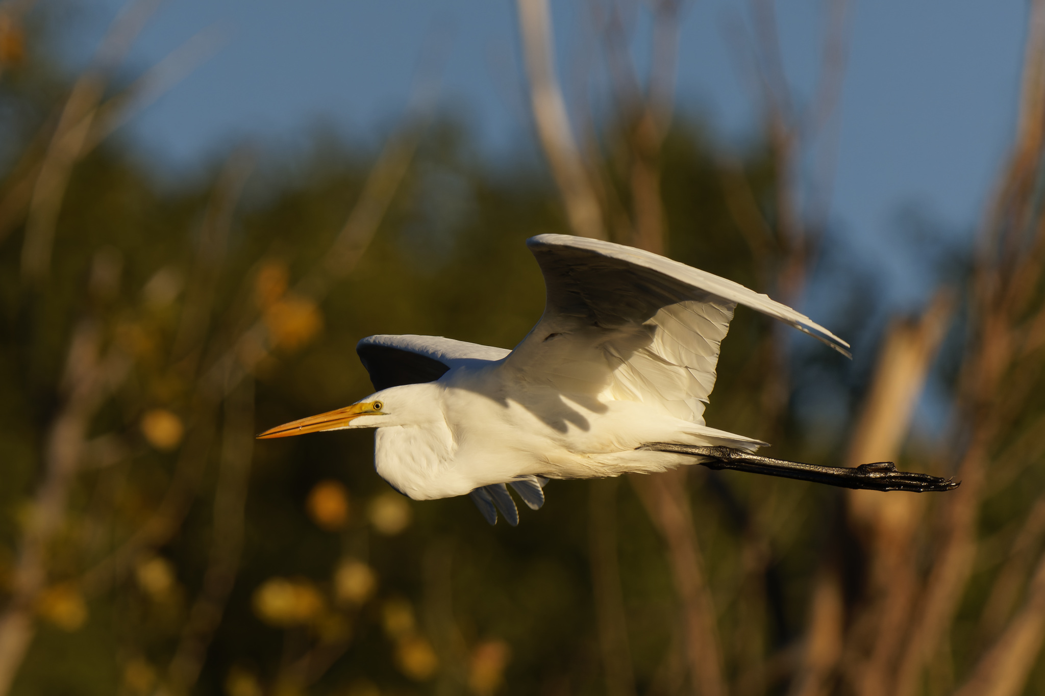 Great Egret In Flight at Dawn