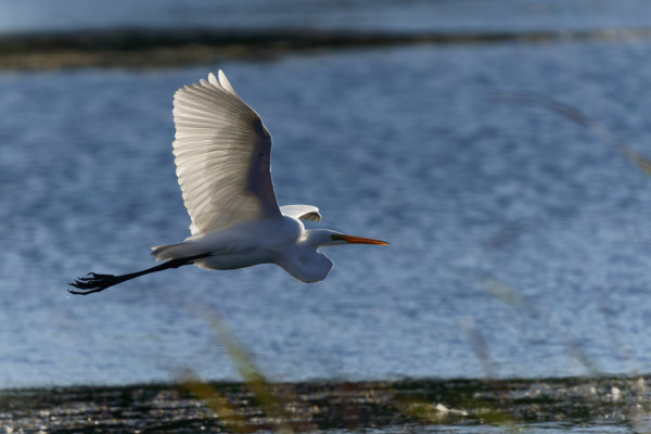 Great Egret In Flight