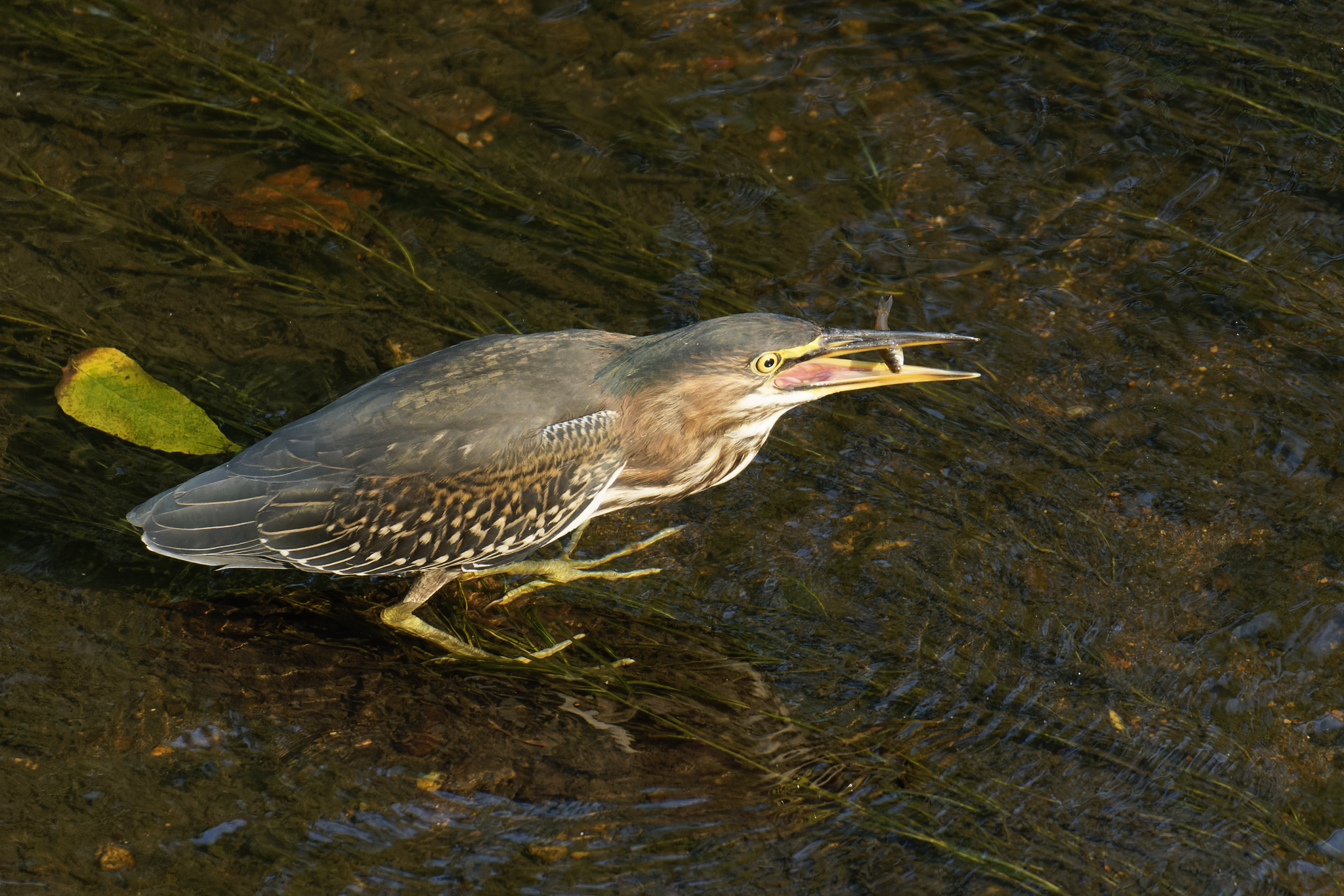 Green Heron Among The Reeds