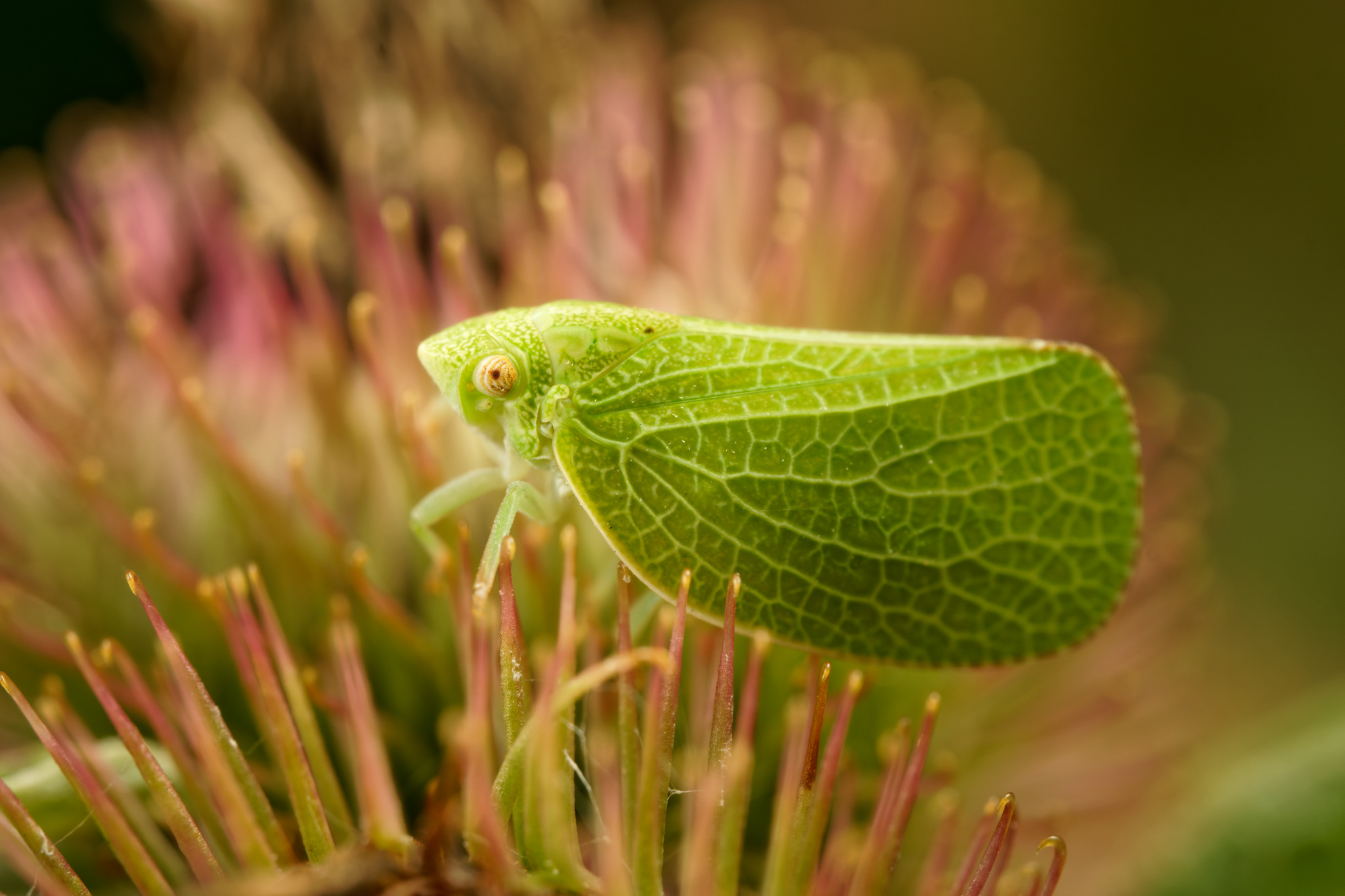 Green Coneheaded Planthopper