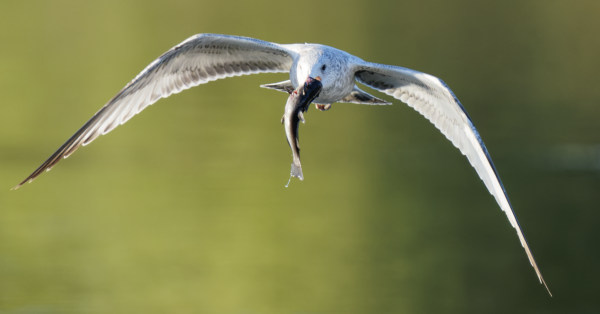 Ring-Billed Gull With Fresh Catch