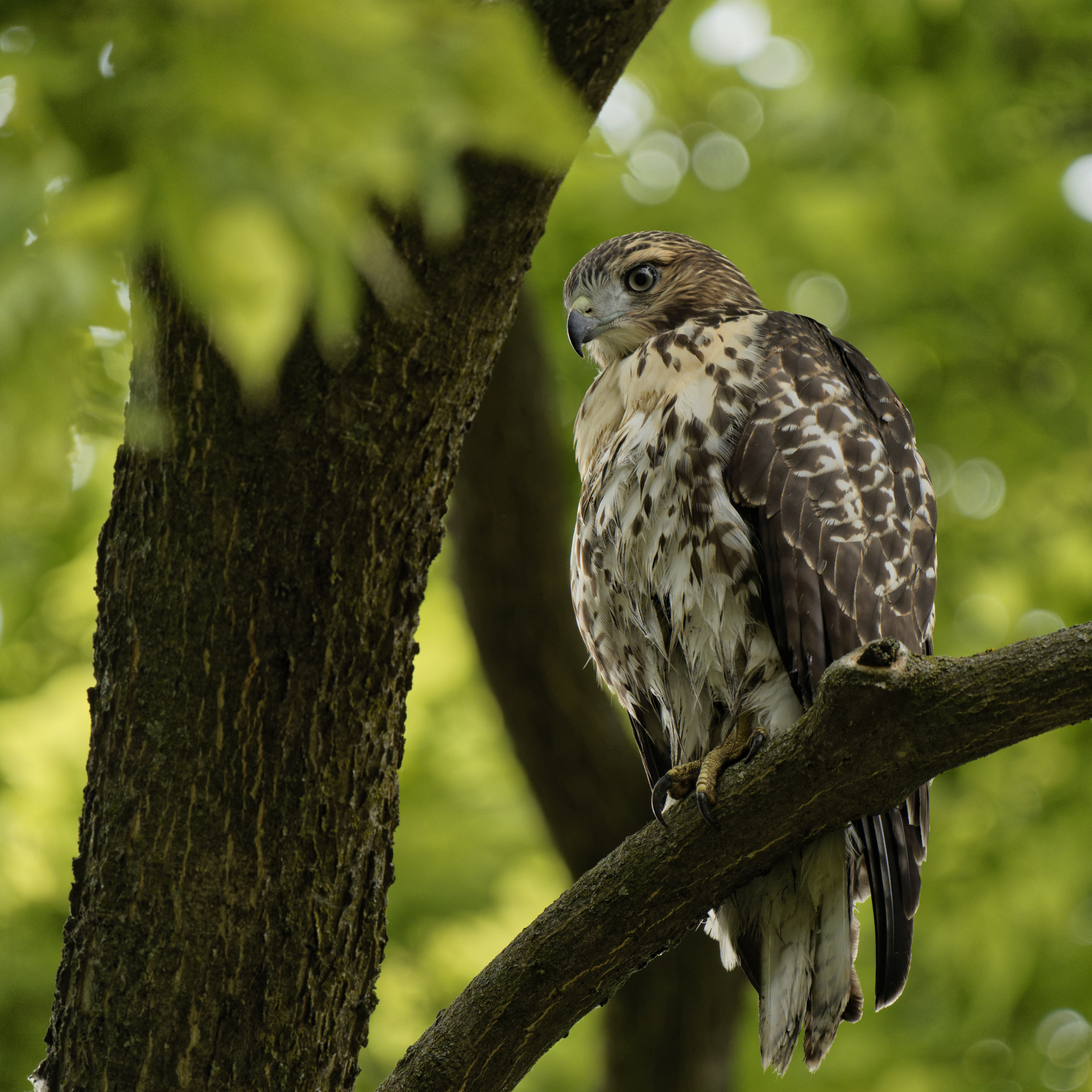 Hawk Resting on a Branch