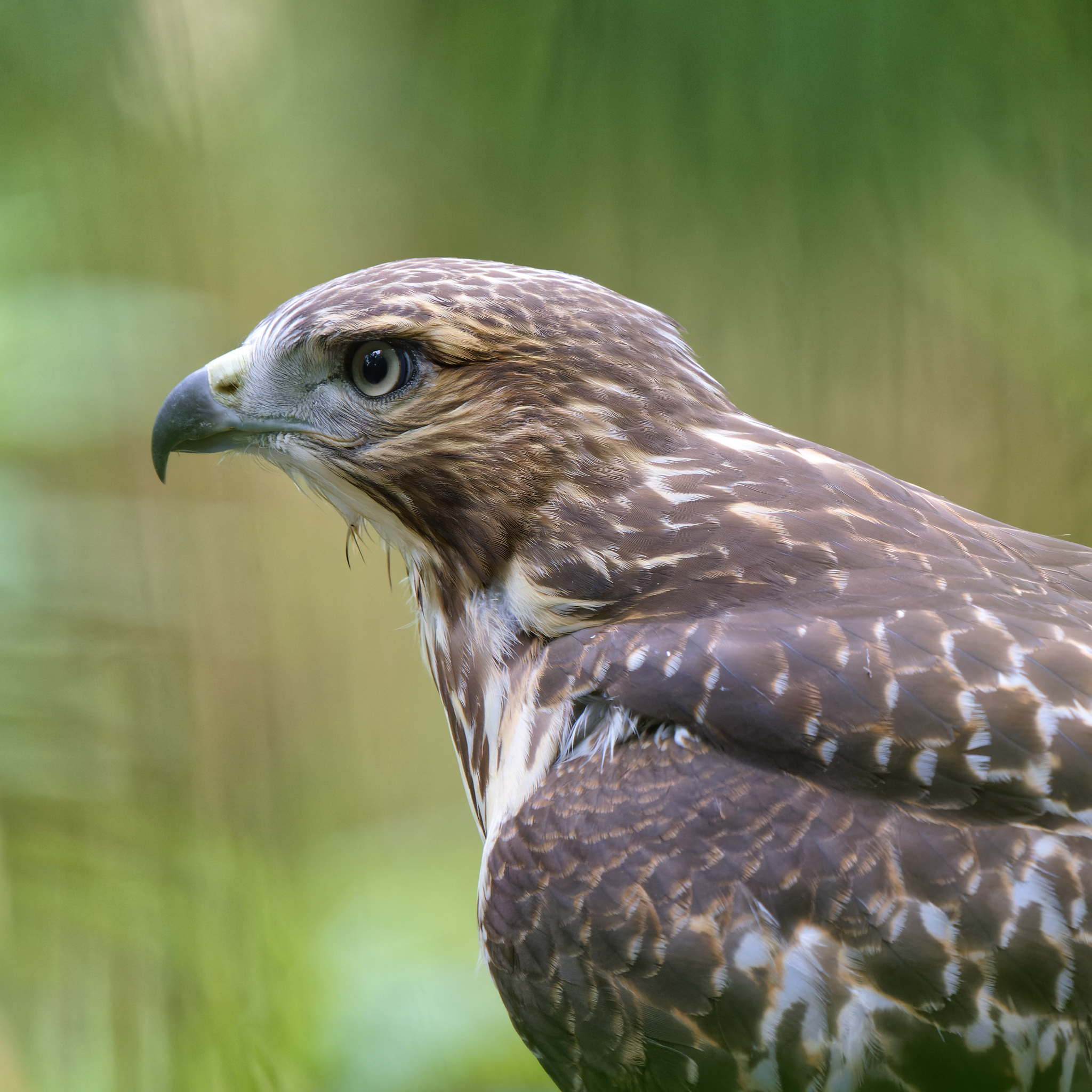 Hawk Portrait With Intense Gaze