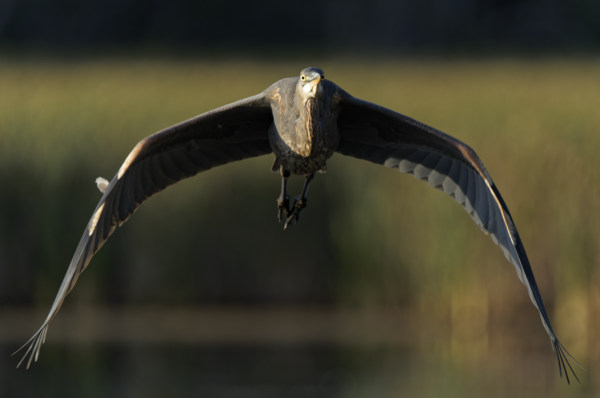 Heron In Flight