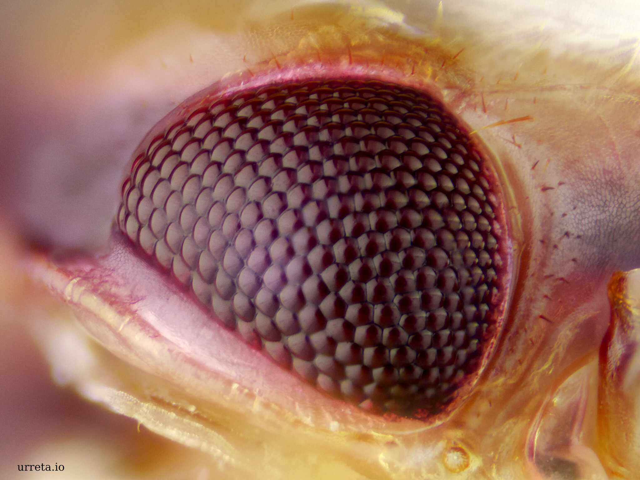 House Centipede Eye
