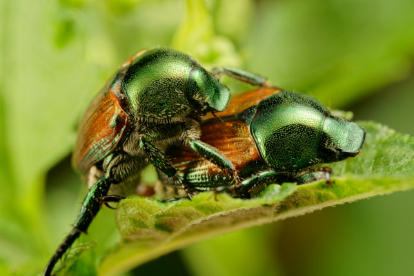 Japanese Beetles On A Leaf