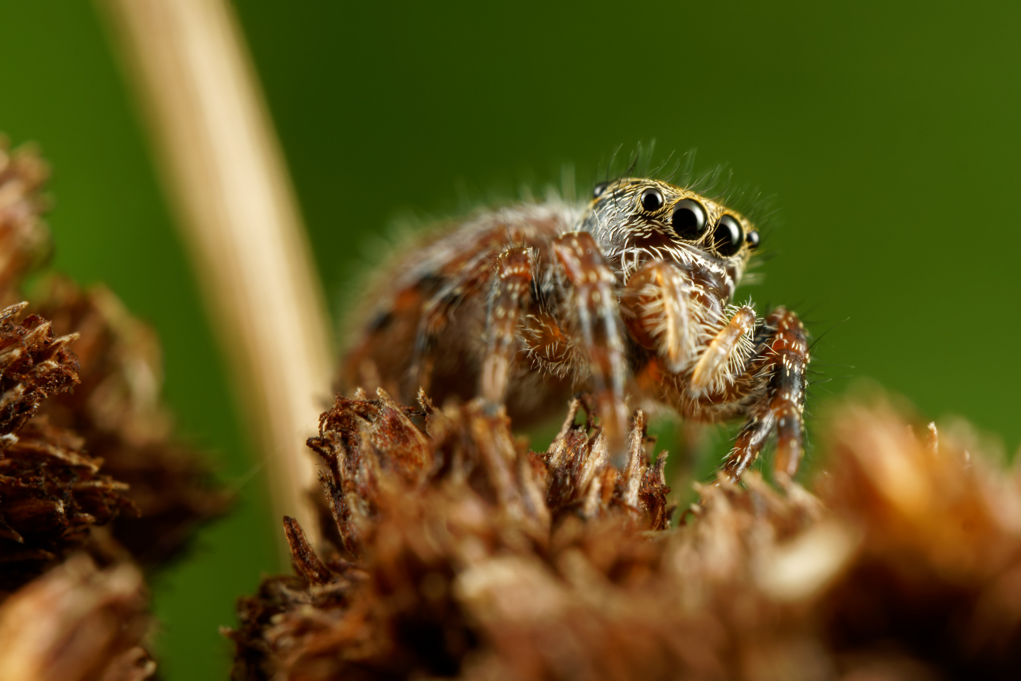Jumping Spider on Dried Stem
