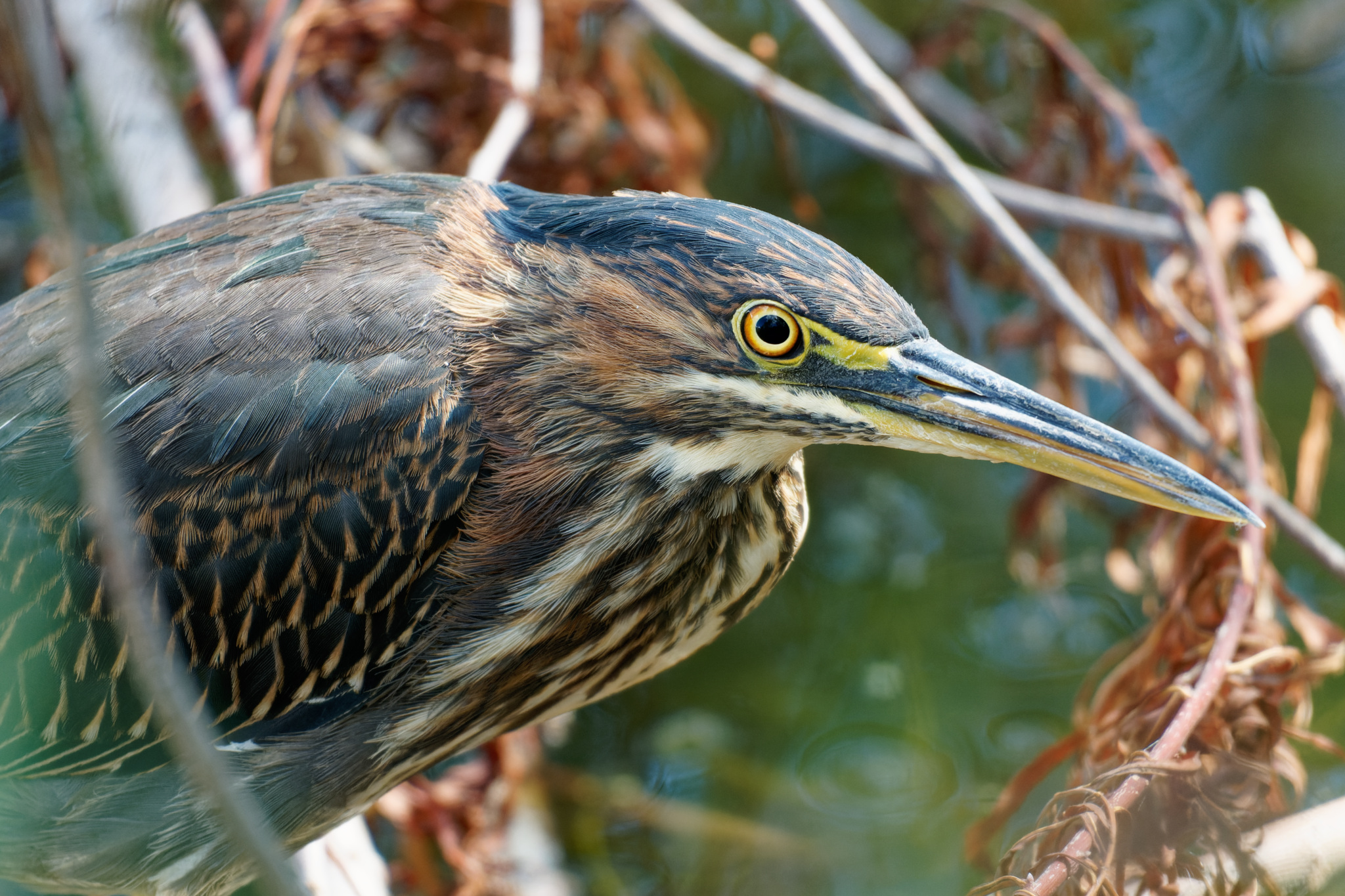Juvenile Green Heron Portrait