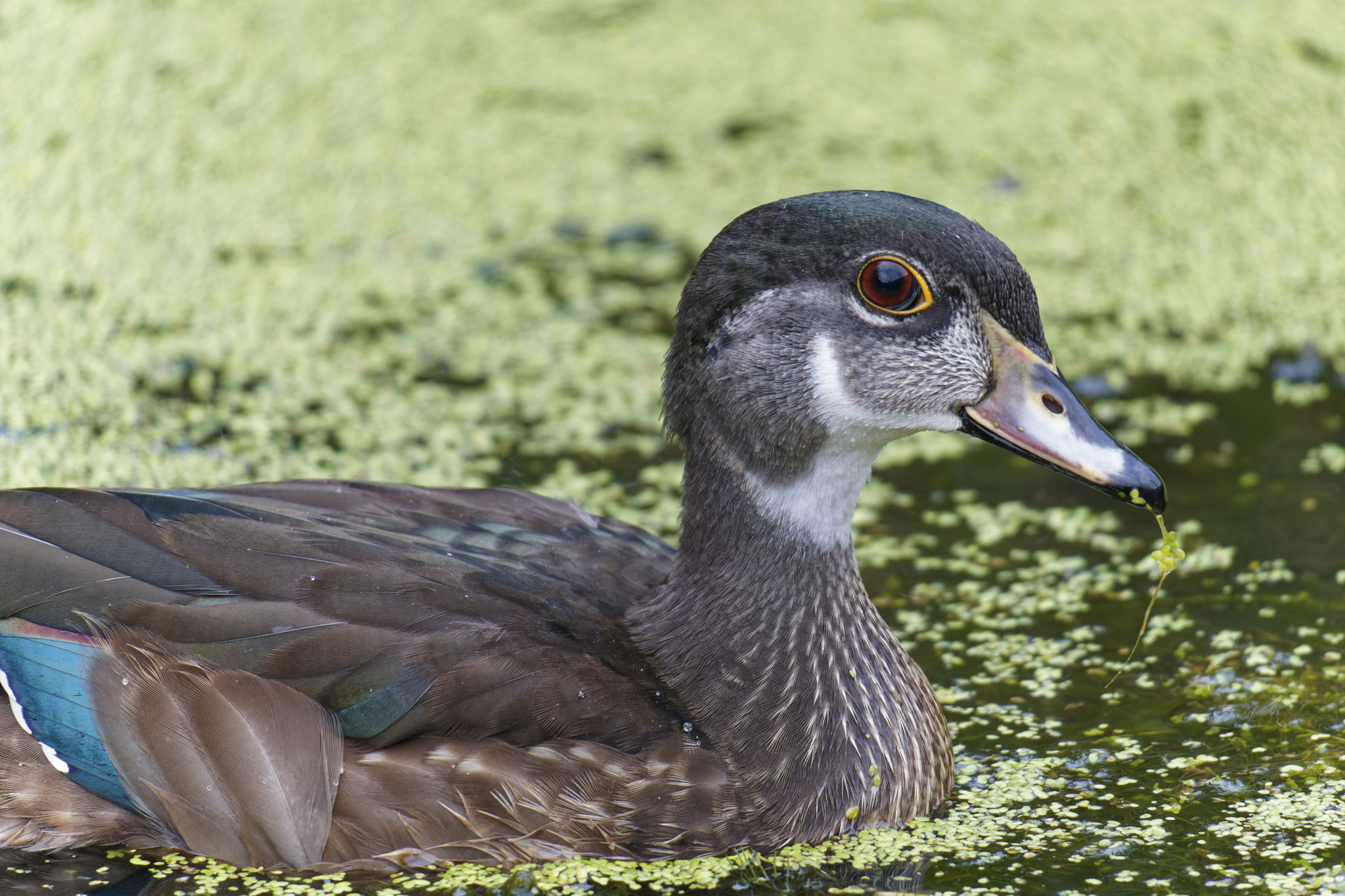 Juvenile Wood Duck Among Duckweed