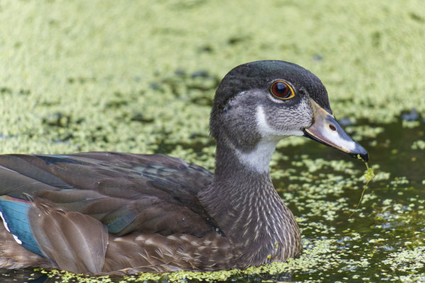 Juvenile Wood Duck Among Duckweed