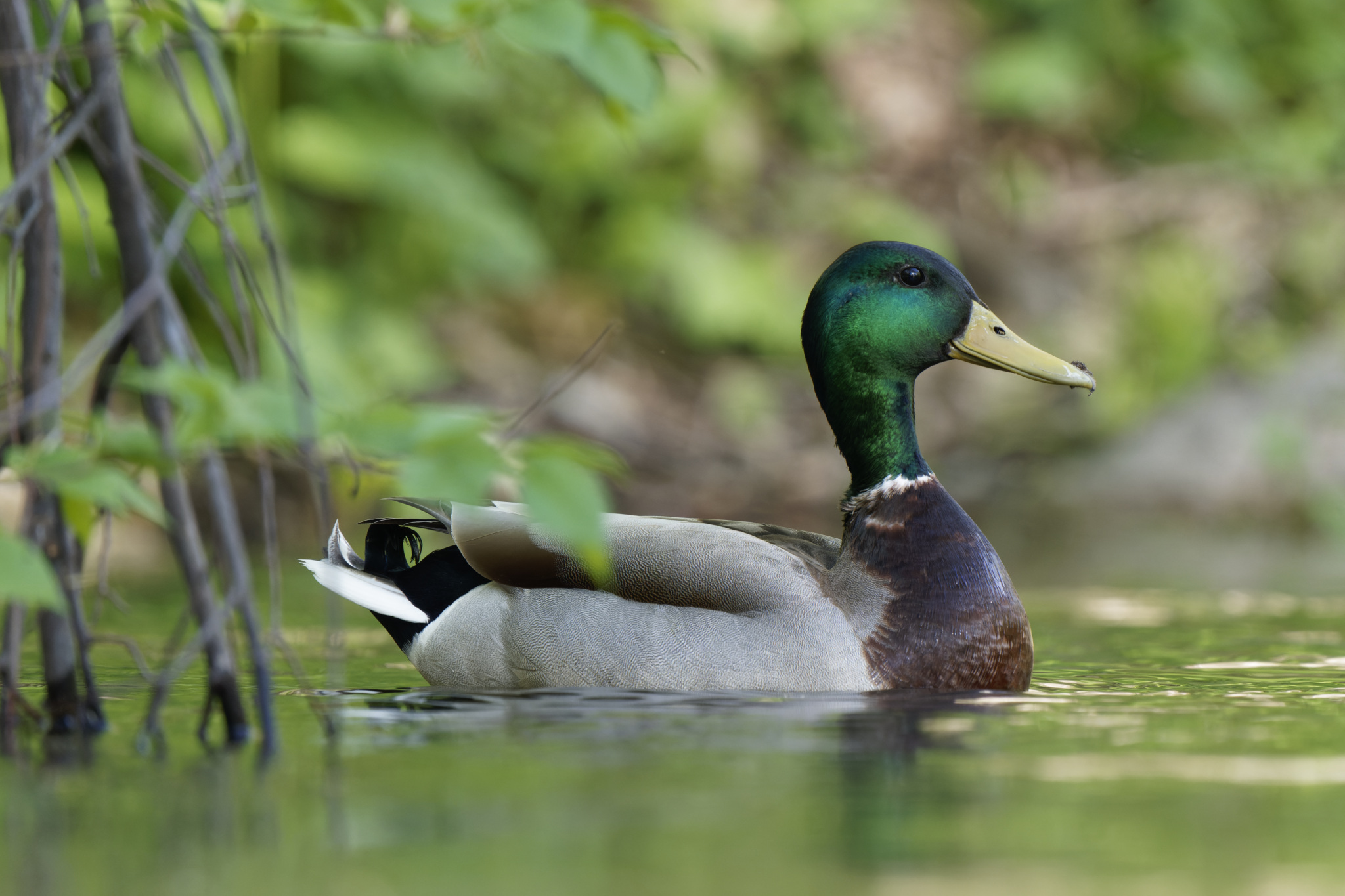 Mallard Duck in Water